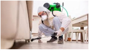 Pest Control in Sector 21A Gurgaon Termite Control in Sector 21A Gurgaon Cockroach Control in Sector 21A Gurgaon Bed Bug Treatment in Sector 21A Gurgaon Mosquito Control in Sector 21A Gurgaon Rodent Control in Sector 21A Gurgaon Ant Control in Sector 21A Gurgaon Silverfish Control in Sector 21A Gurgaon Carpet Beetle Control in Sector 21A Gurgaon Residential Pest Control in Sector 21A Gurgaon Commercial Pest Control in Sector 21A Gurgaon Eco-Friendly Pest Control in Sector 21A Gurgaon Affordable Pest Control in Sector 21A Gurgaon Best Pest Control Company in Sector 21A Gurgaon Ranga Pest Control Sector 21A Gurgaon